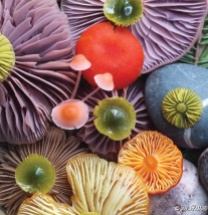 Mushroom photography